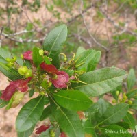 Dodonaea viscosa Jacq.